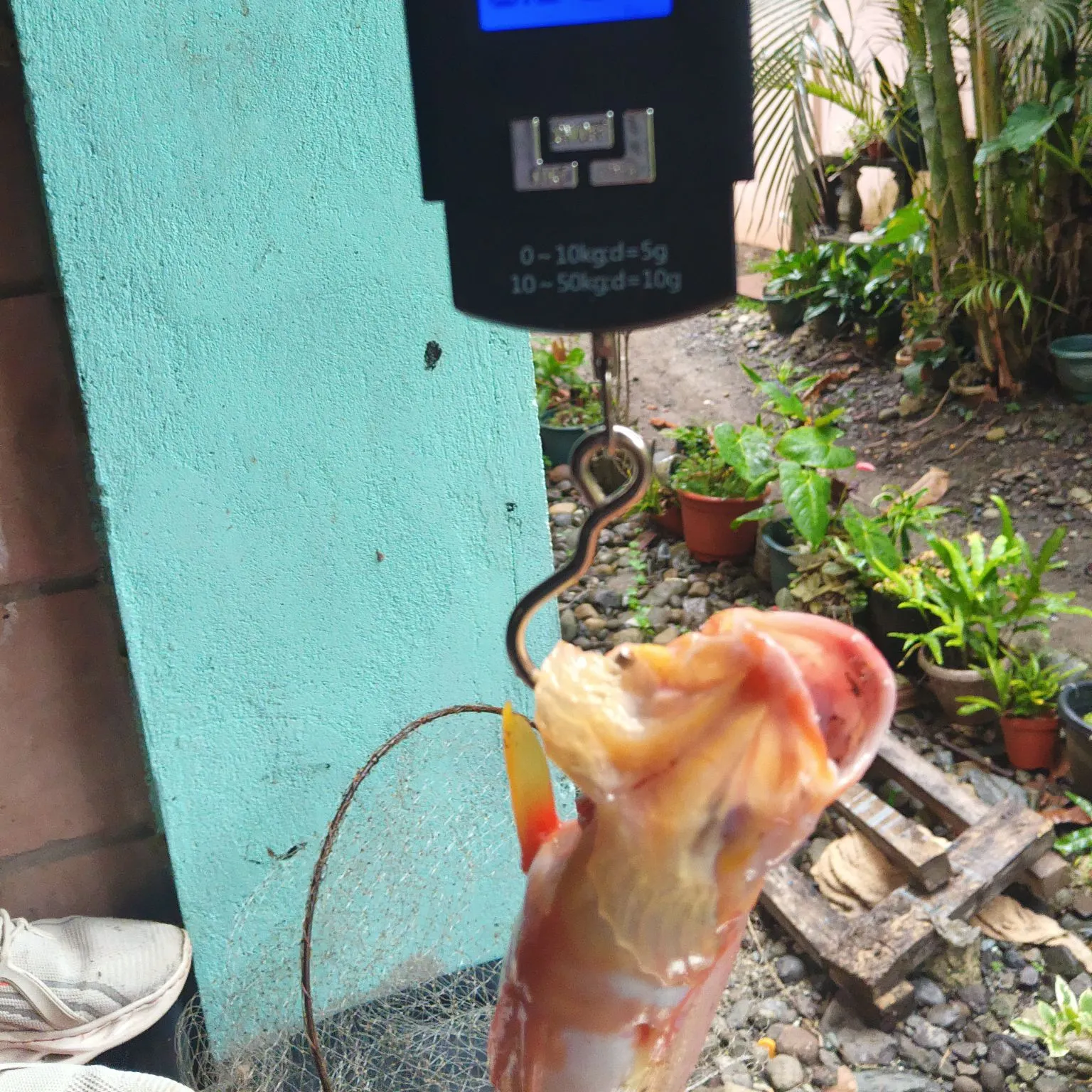The most recent Leopard coralgrouper catches on Fishbrain