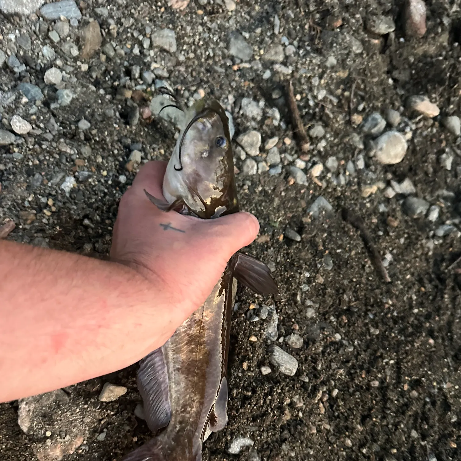 Black bullhead caught on Fishbrain