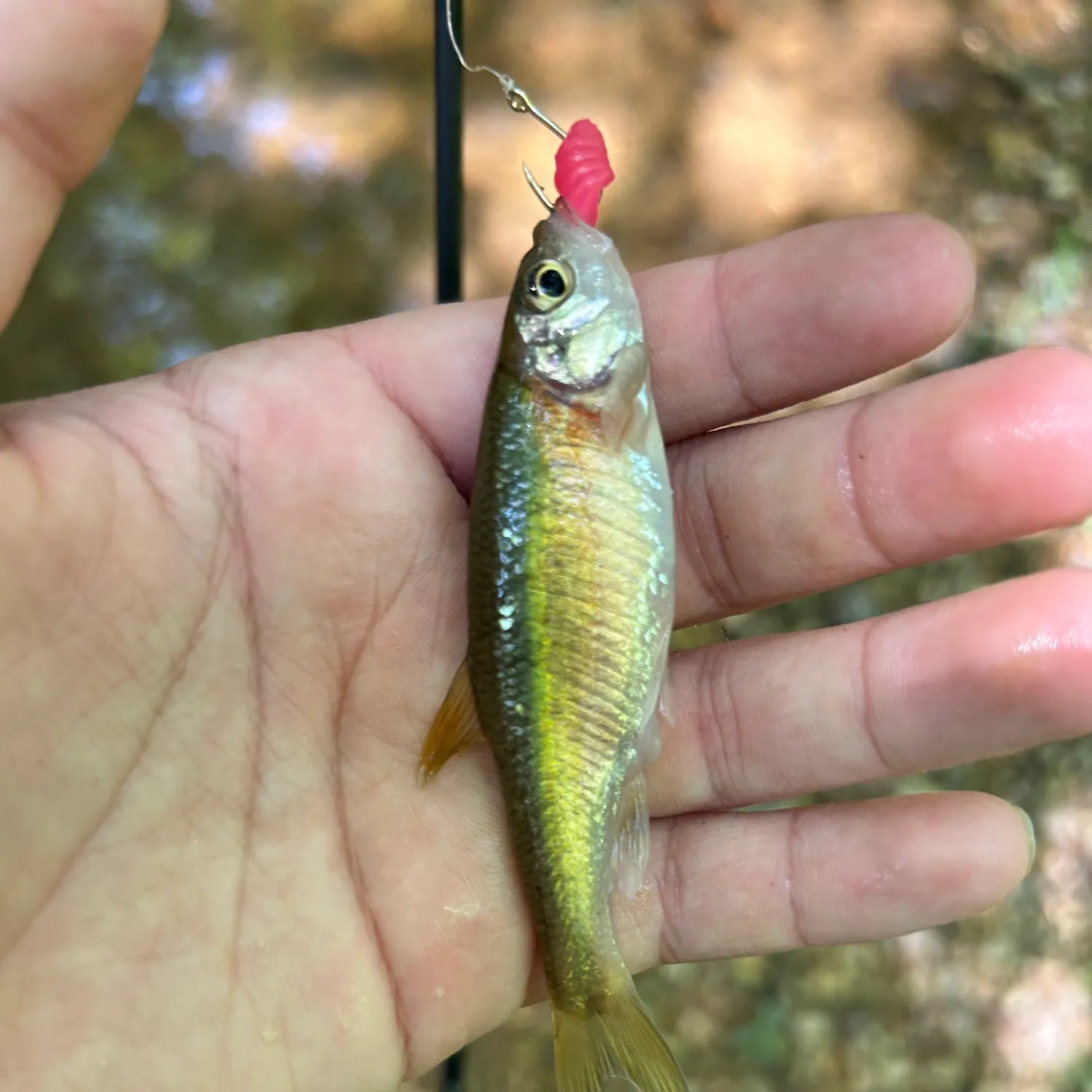 The most recent Redside dace catches on Fishbrain