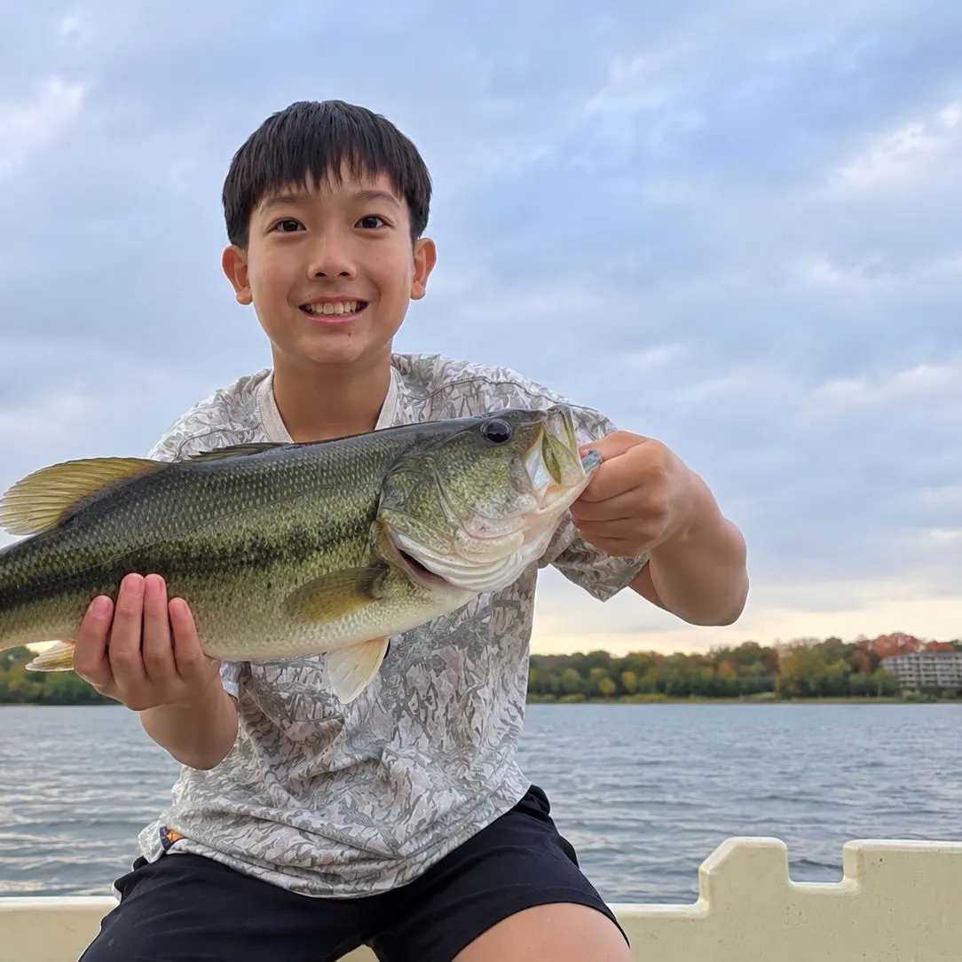 Largemouth bass caught on Fishbrain