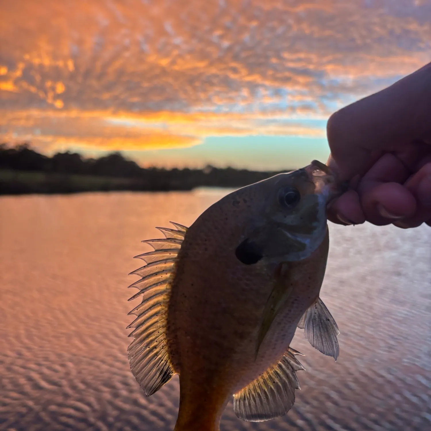 Bluegill caught on Fishbrain