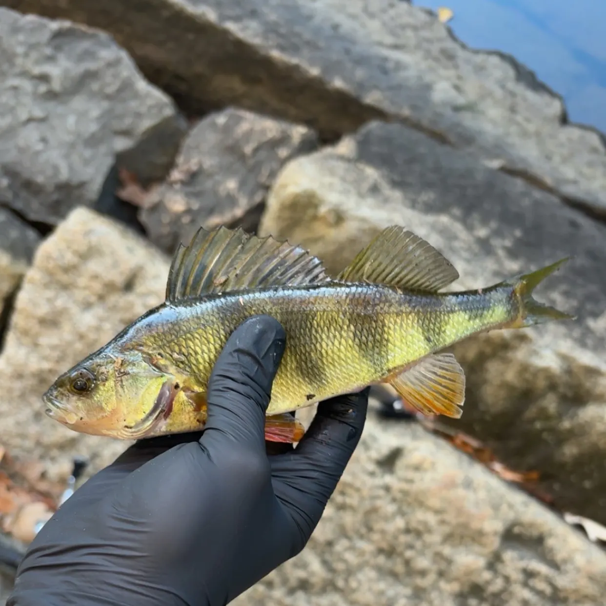 Yellow perch caught on Fishbrain