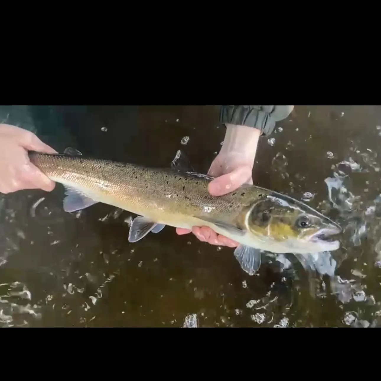 The most recent Atlantic salmon catches on Fishbrain