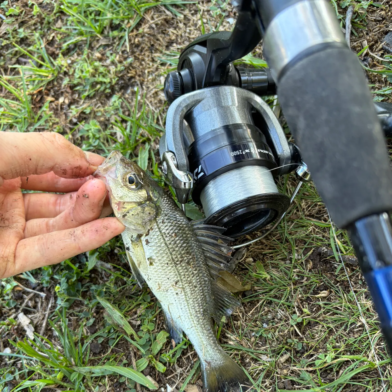 White perch caught on Fishbrain