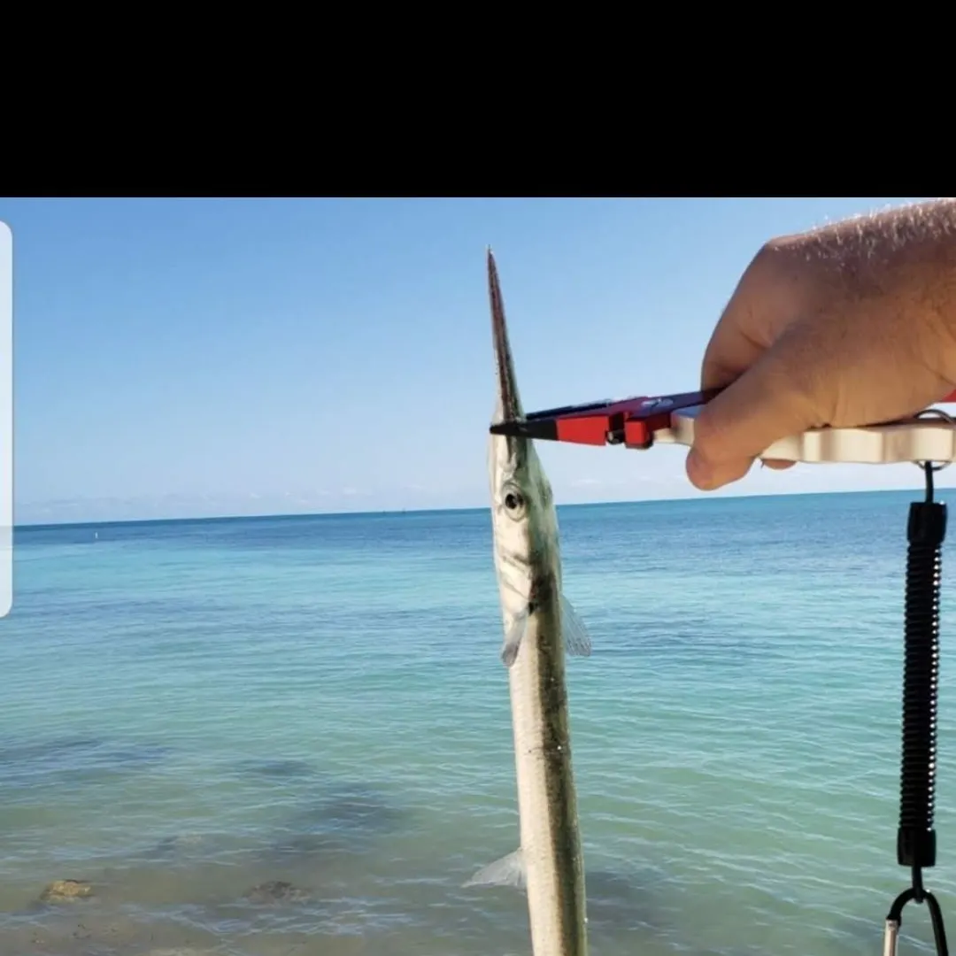 The most recent Atlantic needlefish catches on Fishbrain