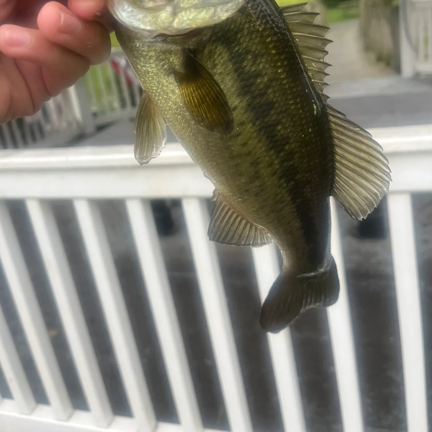Fish caught on Fishbrain