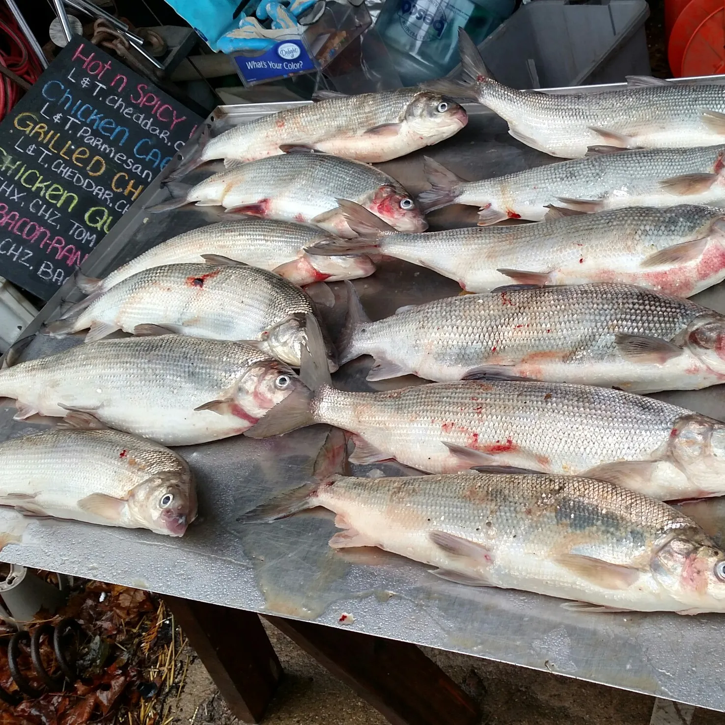 recently logged catches