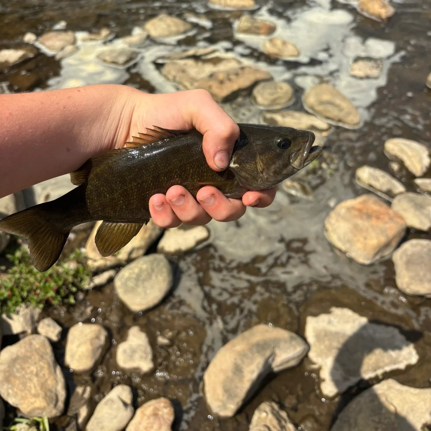 Smallmouth bass caught on Fishbrain