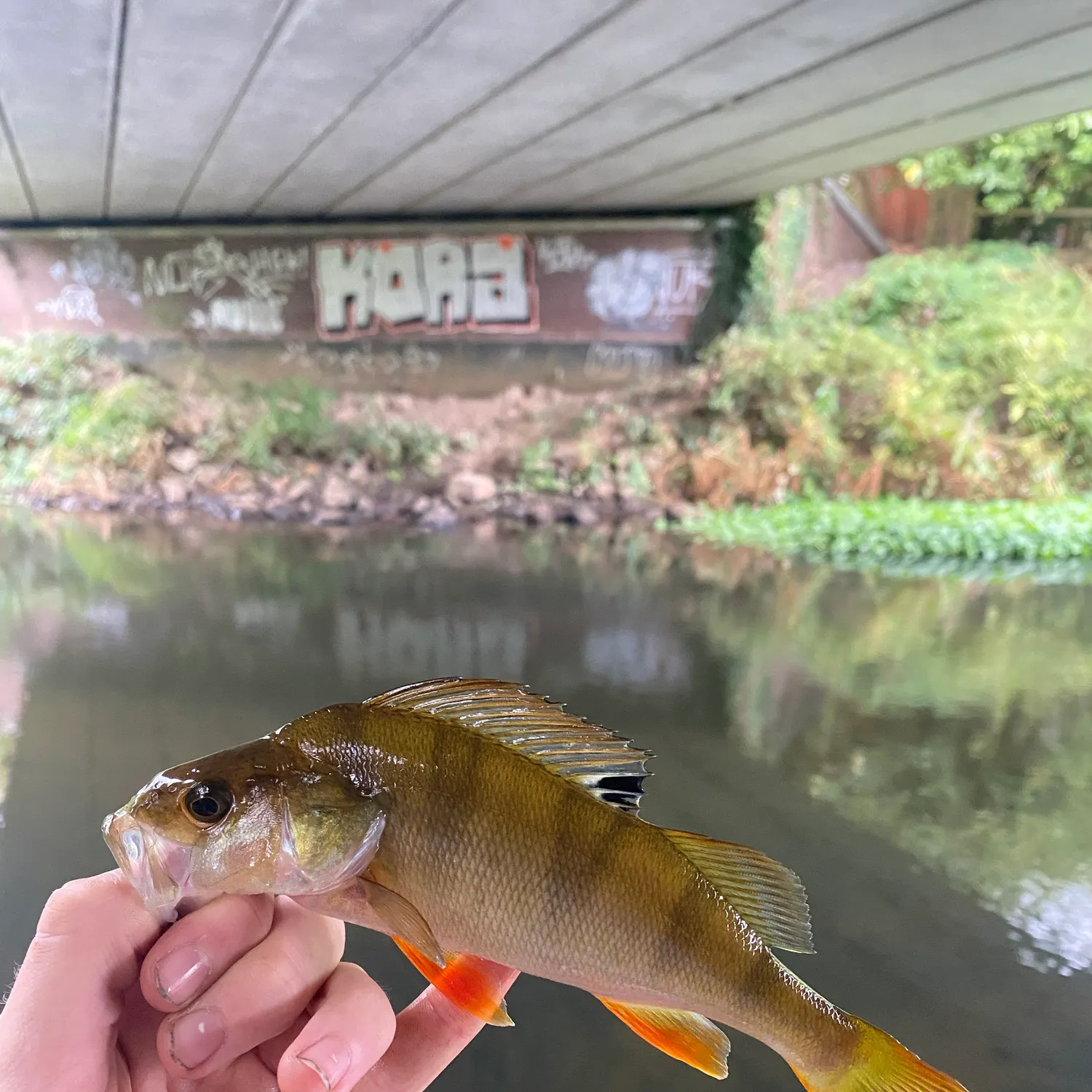 European perch caught on Fishbrain