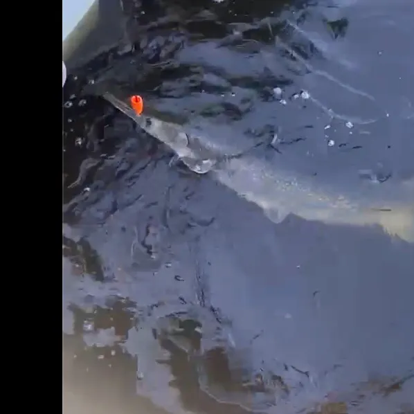 Alligator gar caught on Fishbrain