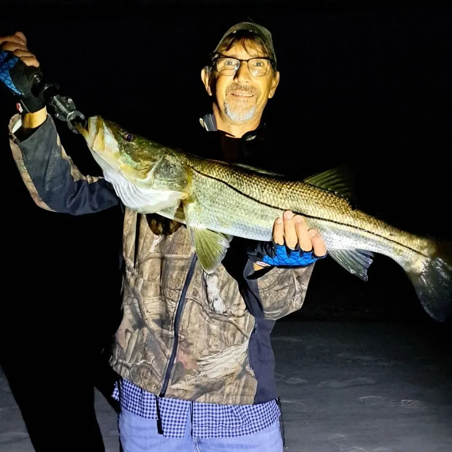 Common snook caught on Fishbrain