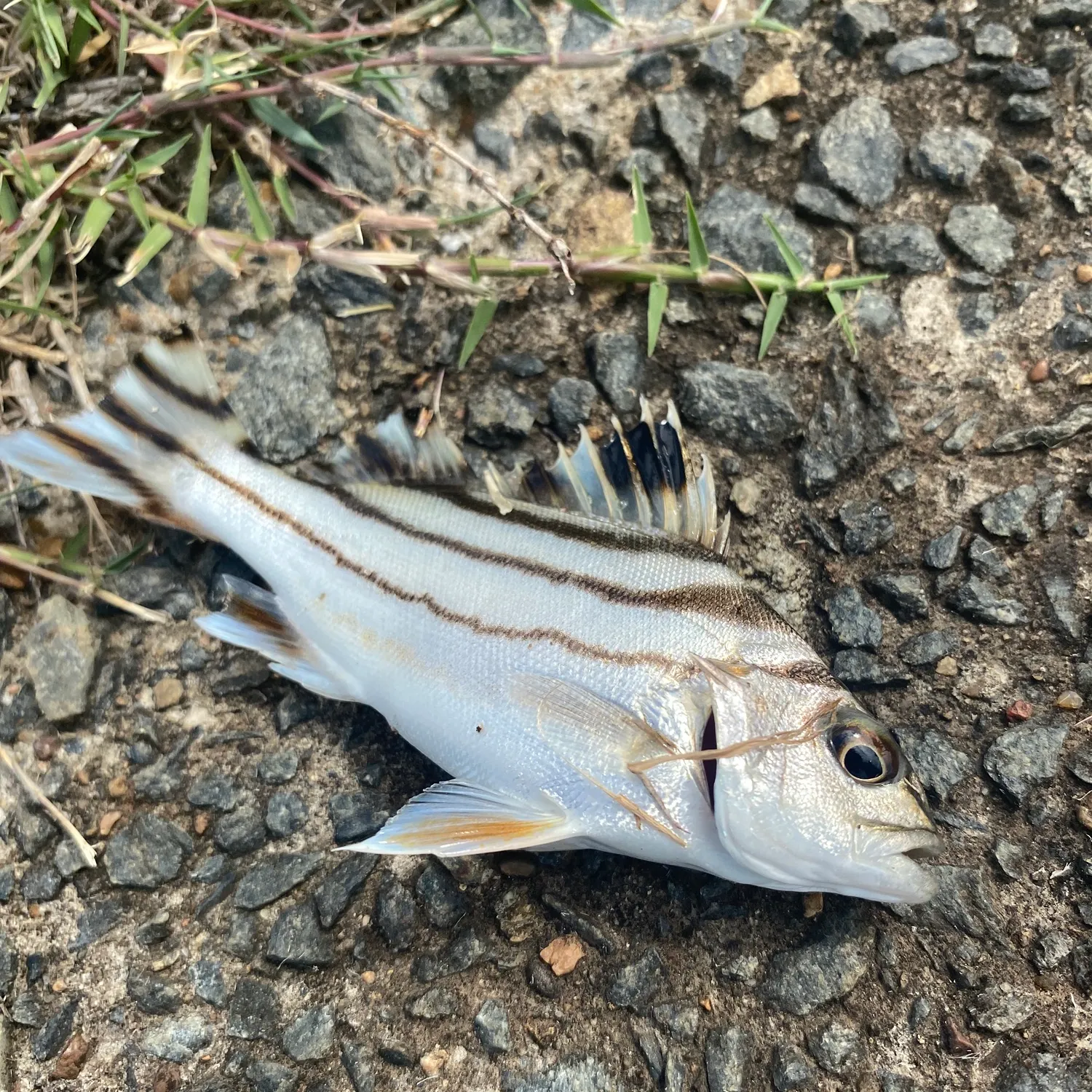 The most recent Eastern striped grunter catches on Fishbrain