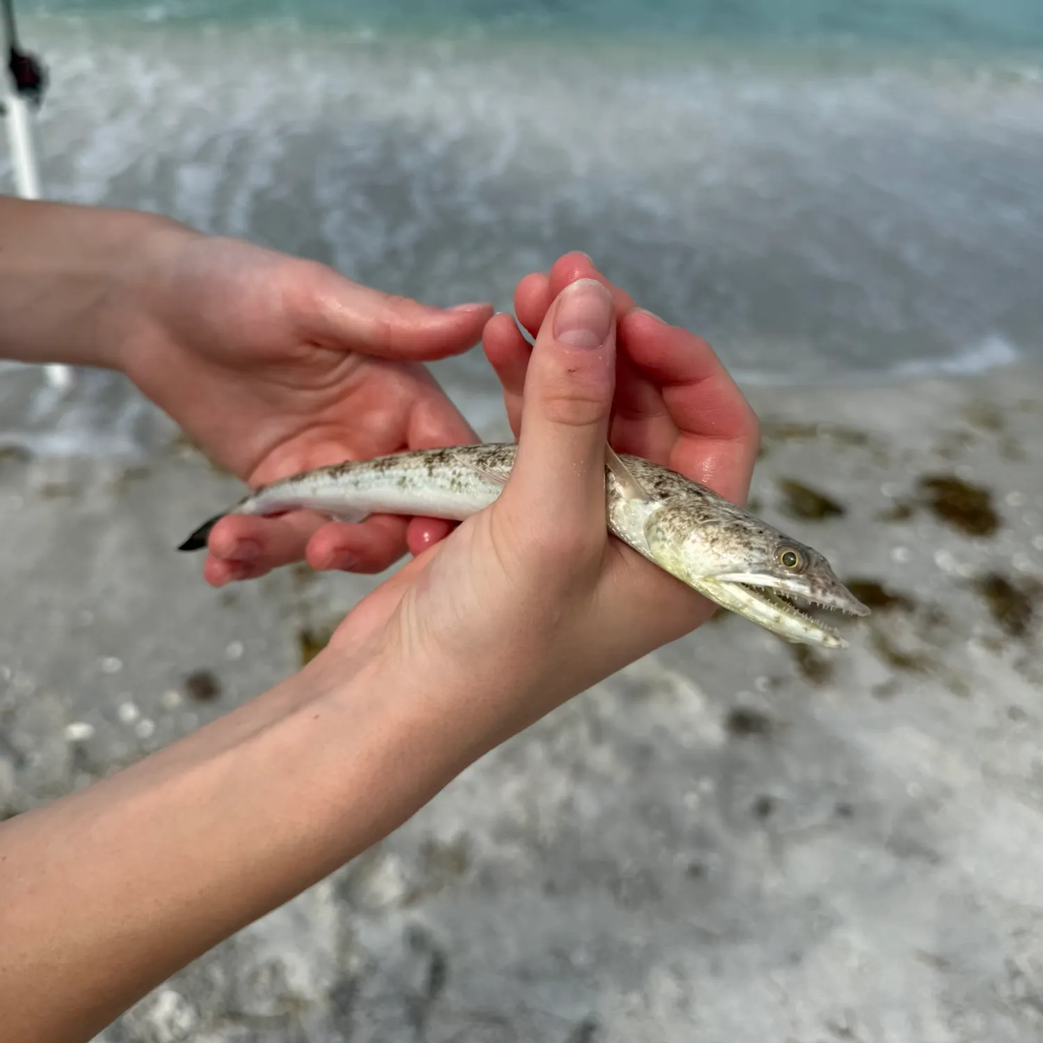 The most recent Inshore lizardfish catches on Fishbrain