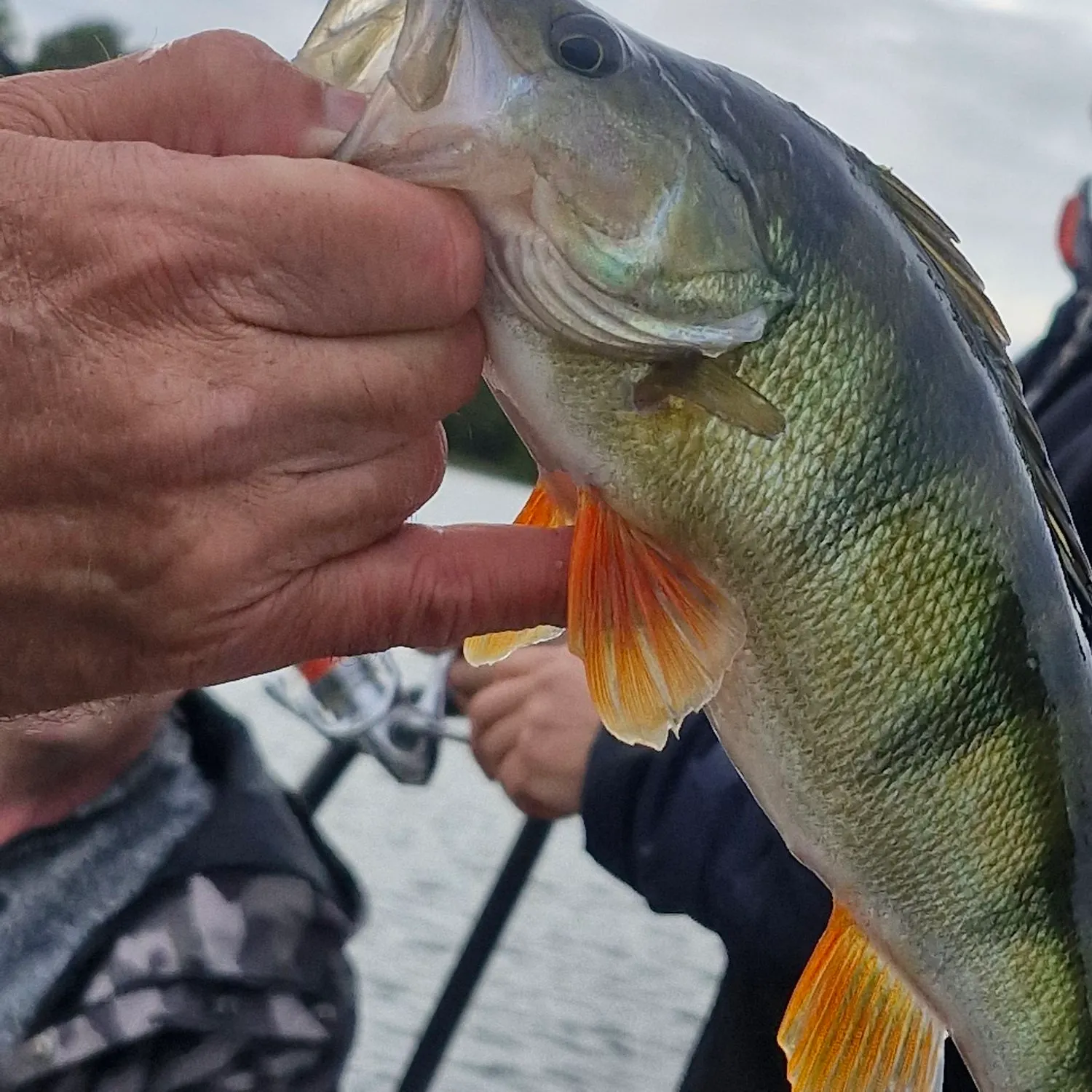 European perch caught on Fishbrain