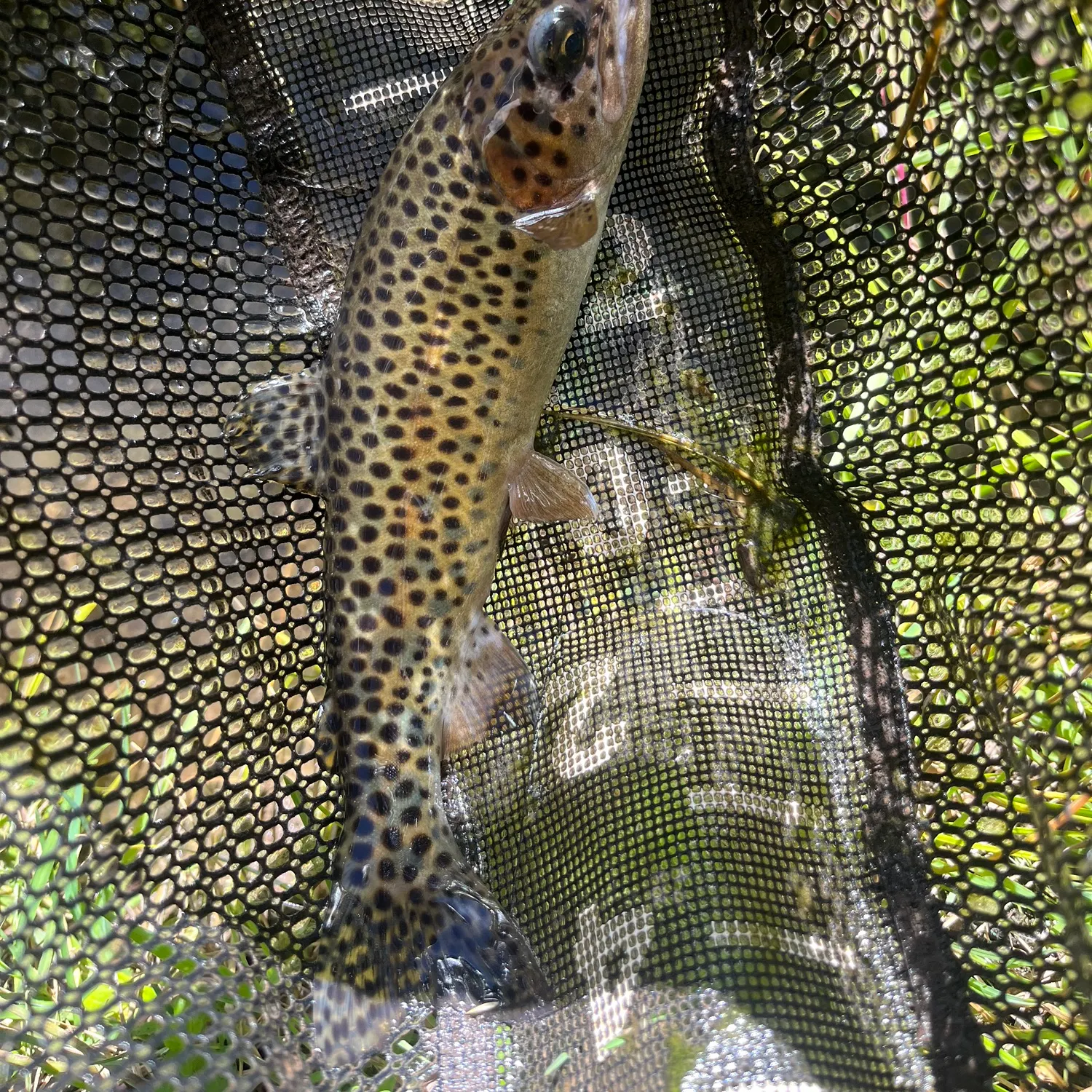 Rainbow trout caught on Fishbrain