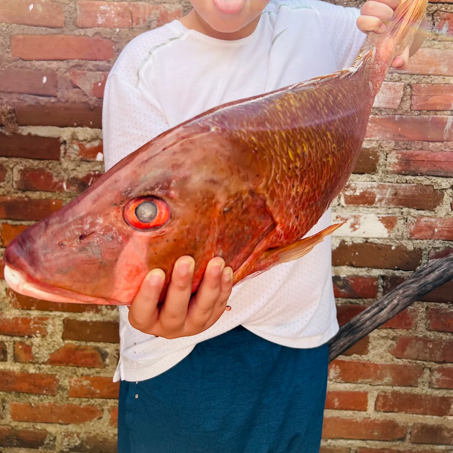 The most recent Northern red snapper catches on Fishbrain