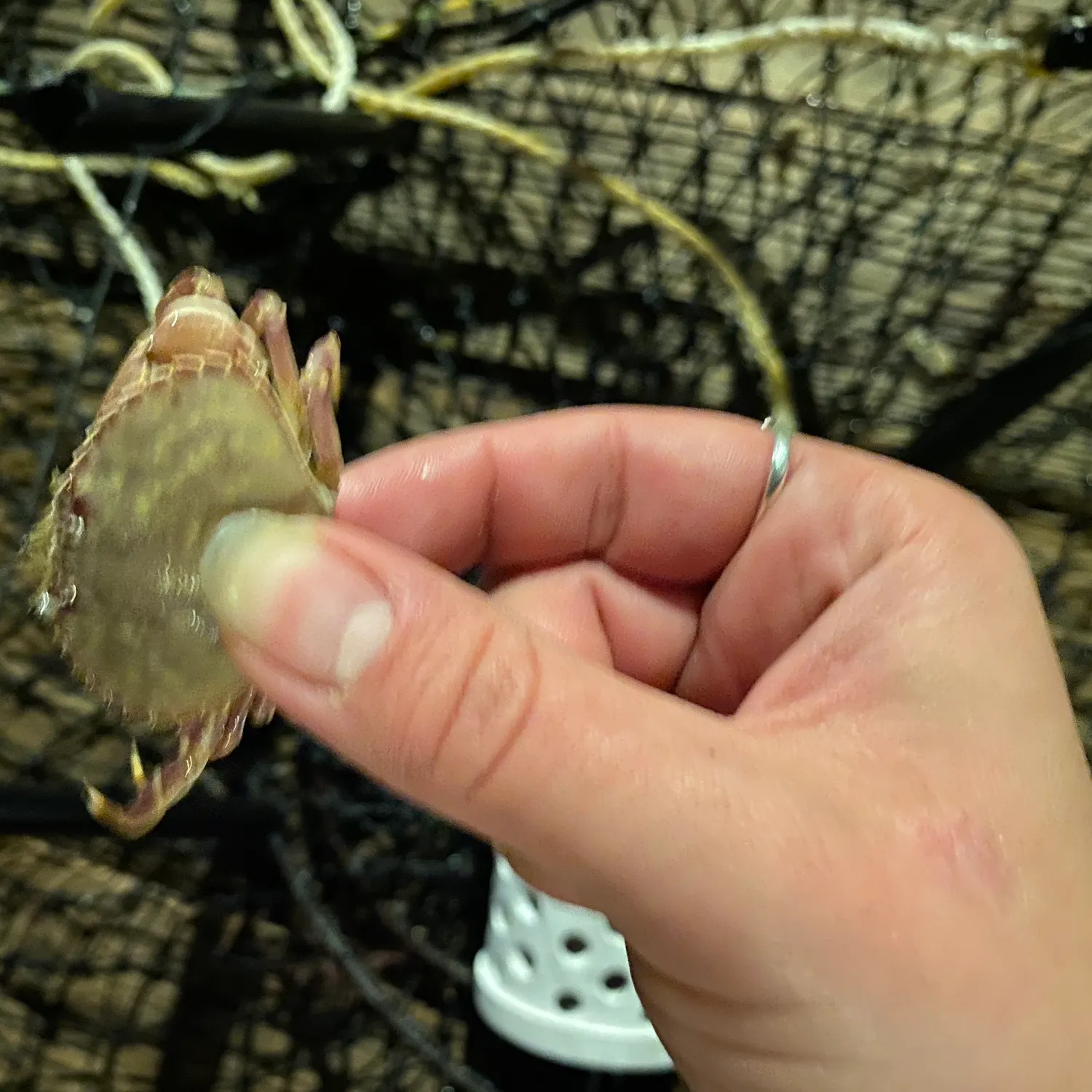 The most recent Pacific rock crab catches on Fishbrain