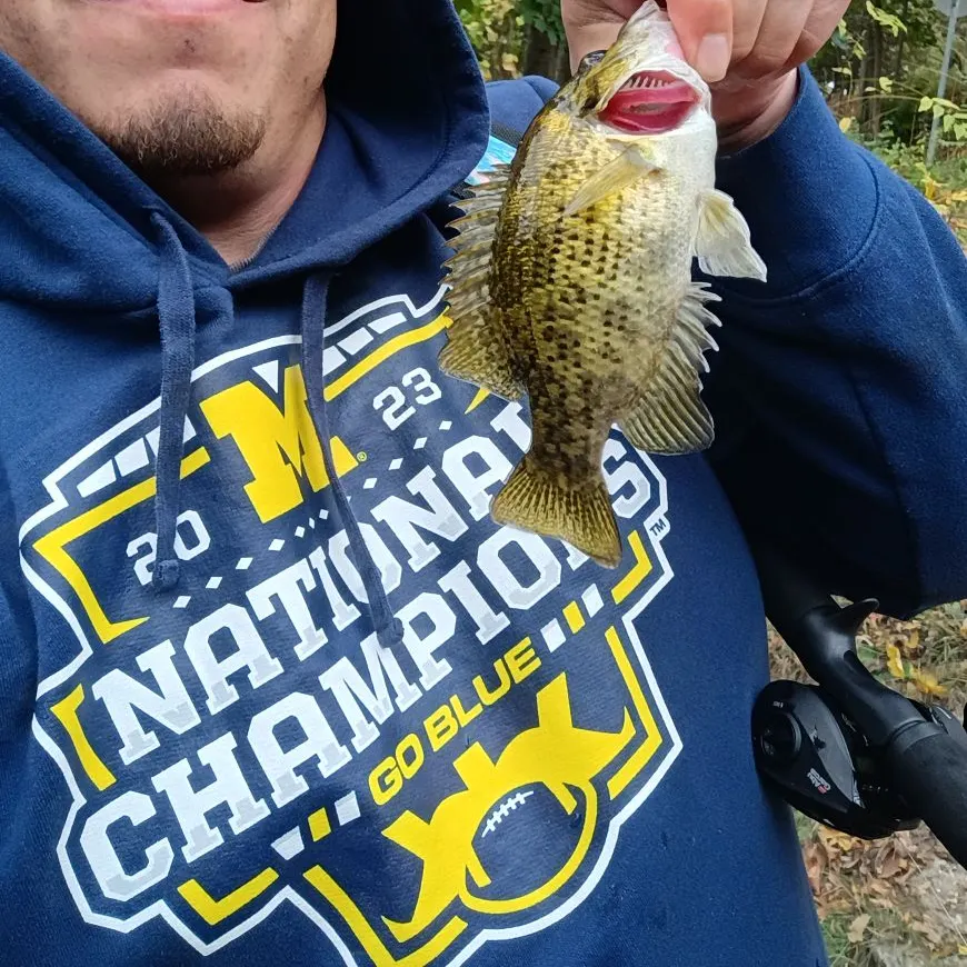 Rock bass caught on Fishbrain