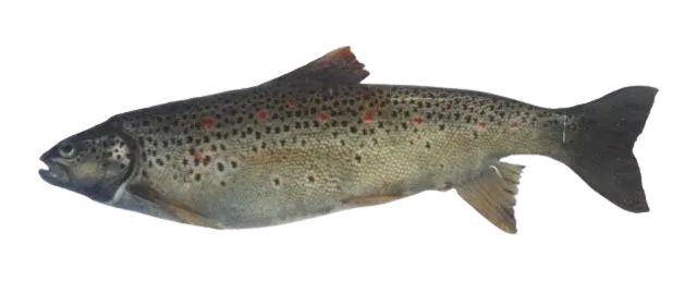 Ohrid trout