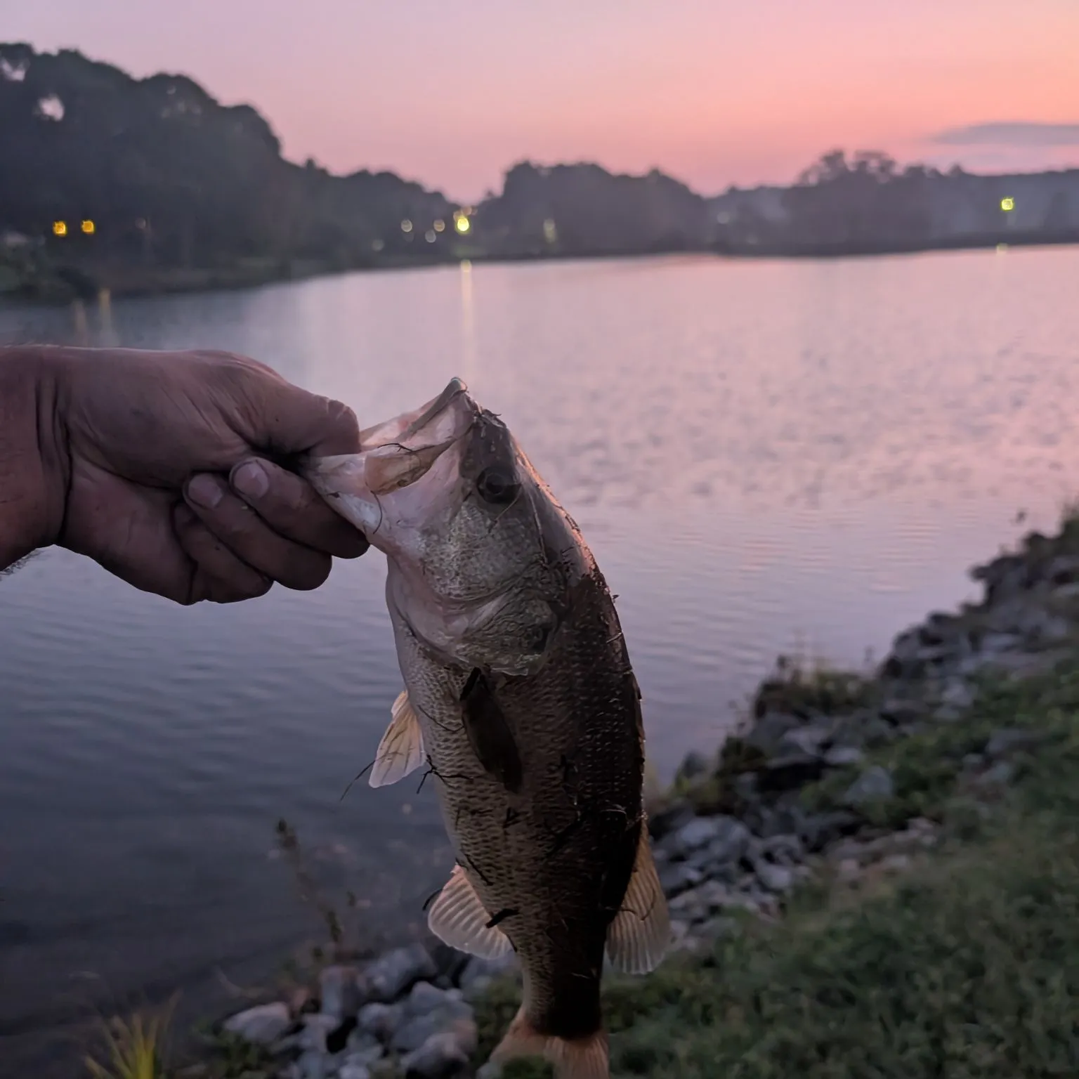 Largemouth bass caught on Fishbrain