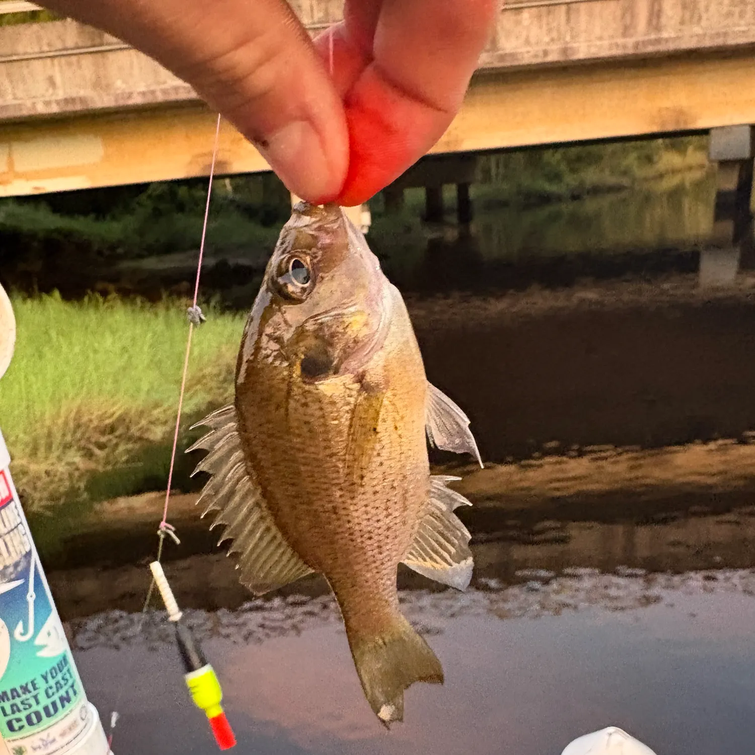 The most recent Spotted sunfish catches on Fishbrain