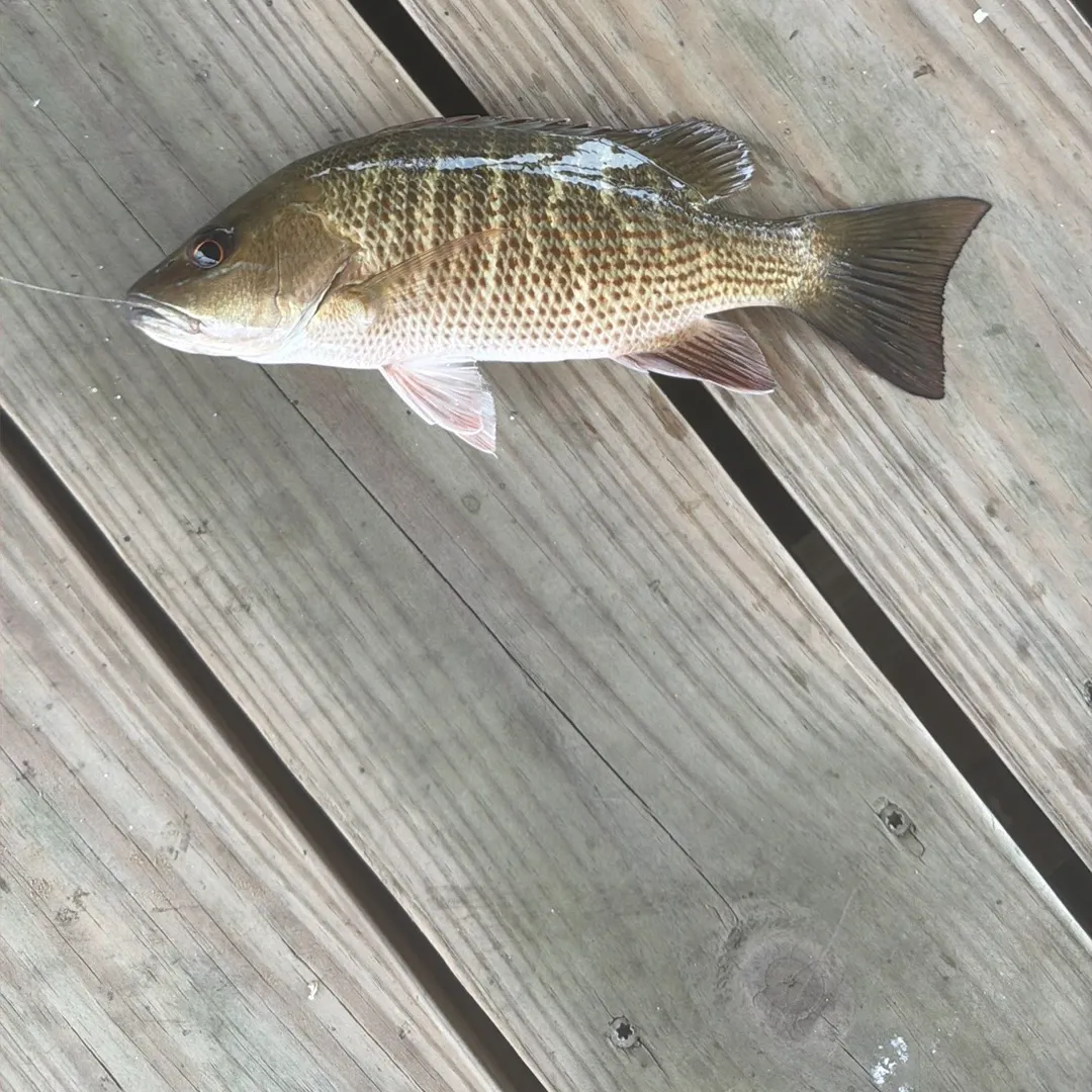 Mangrove snapper caught on Fishbrain