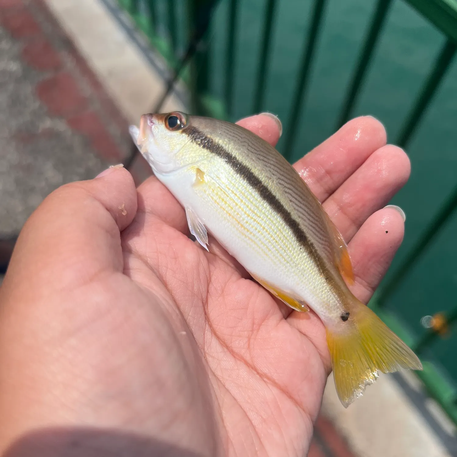 The most recent Brownstripe red snapper catches on Fishbrain