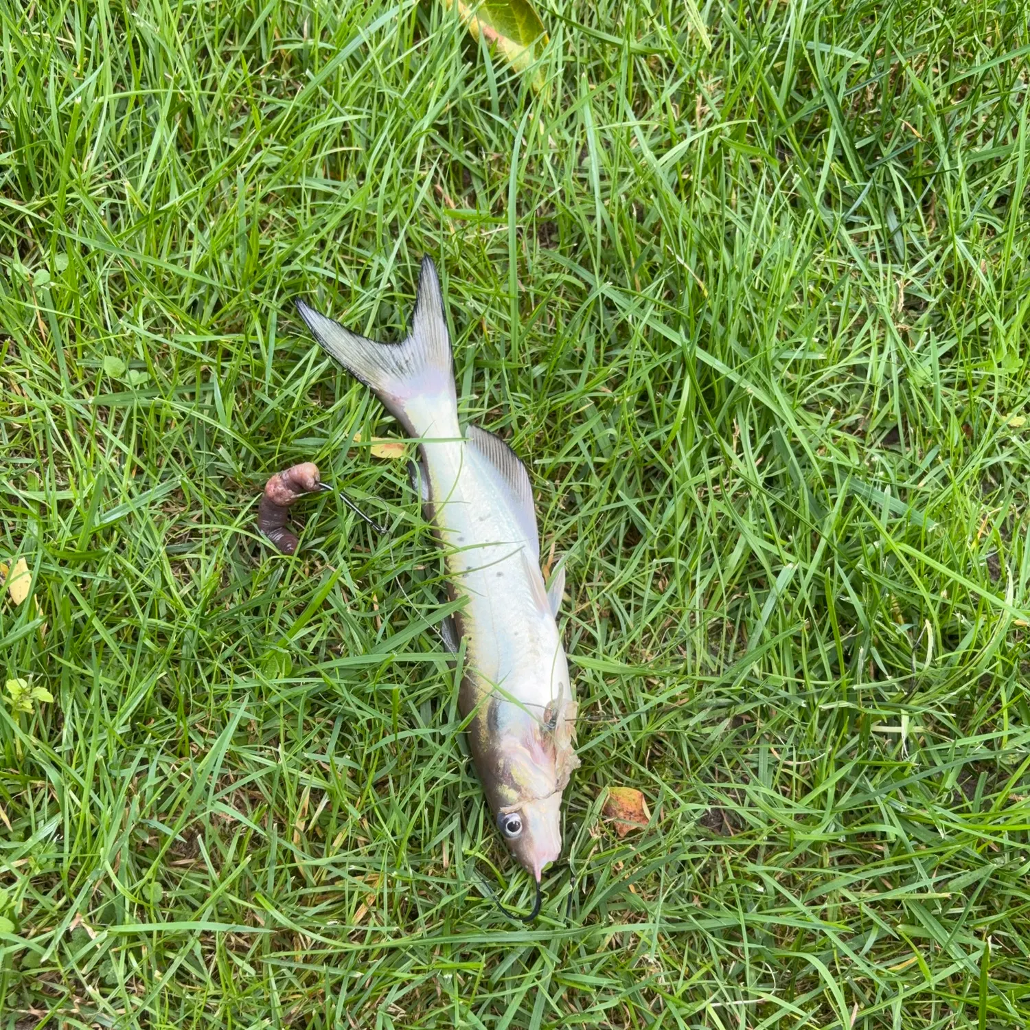 Channel catfish caught on Fishbrain