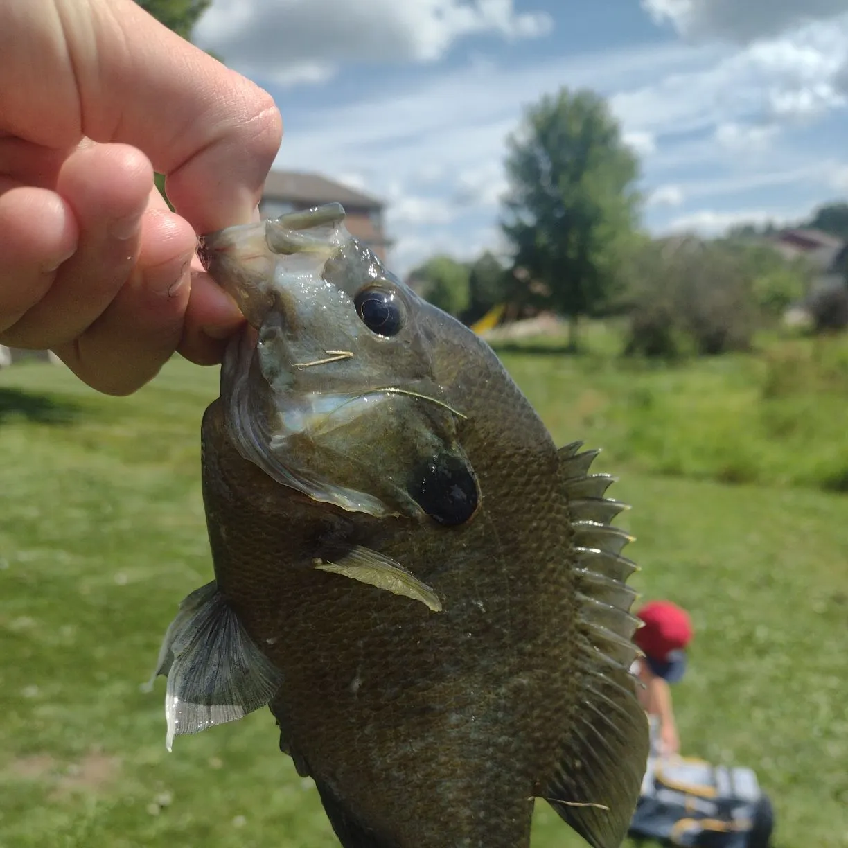 angler catch