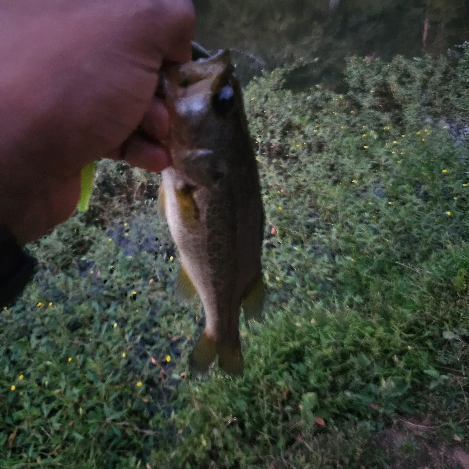 Largemouth bass caught on Fishbrain