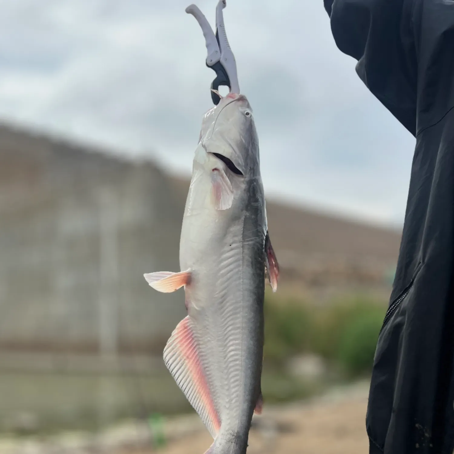 most liked catch image