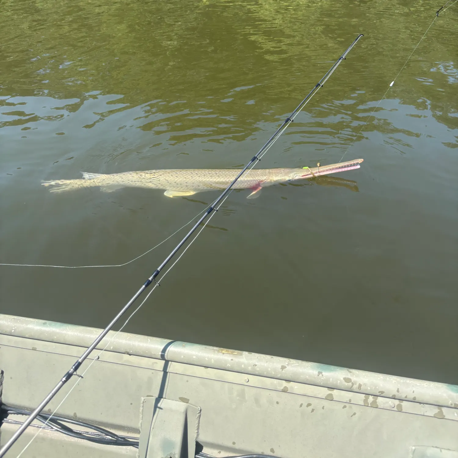 Longnose gar caught on Fishbrain