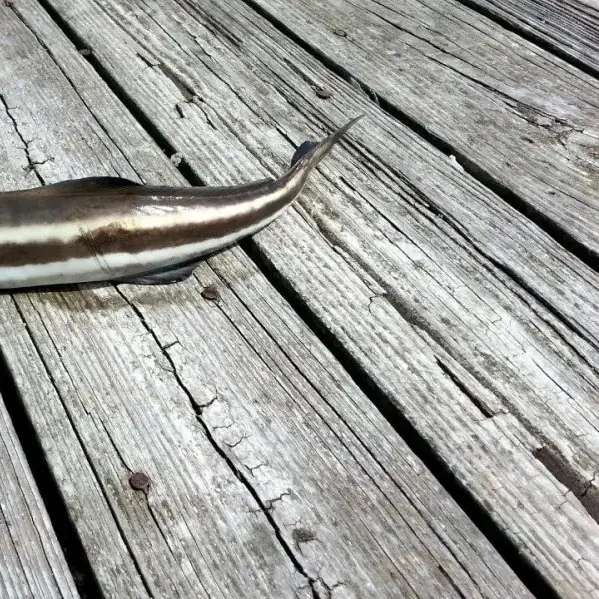 The most recent Cobia catches on Fishbrain
