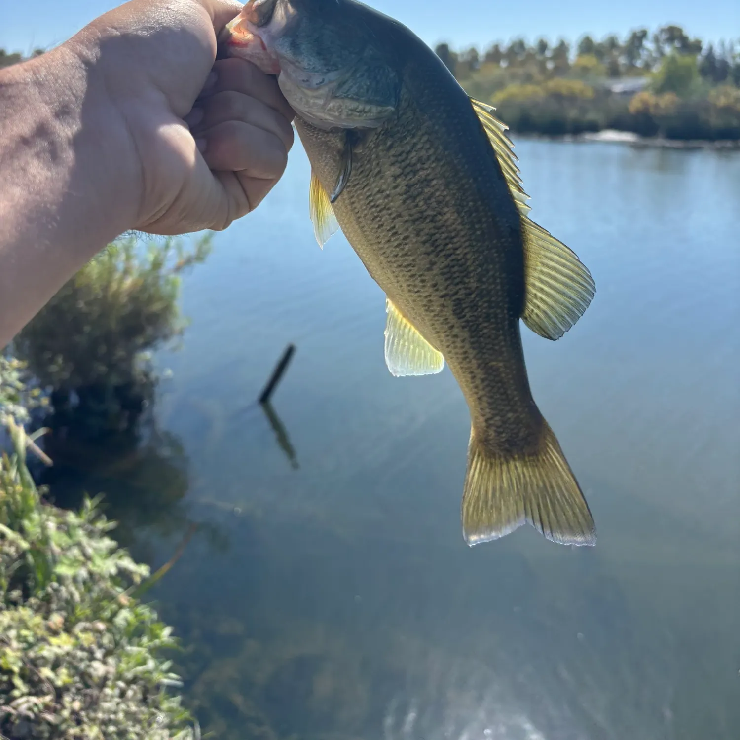Largemouth bass caught on Fishbrain