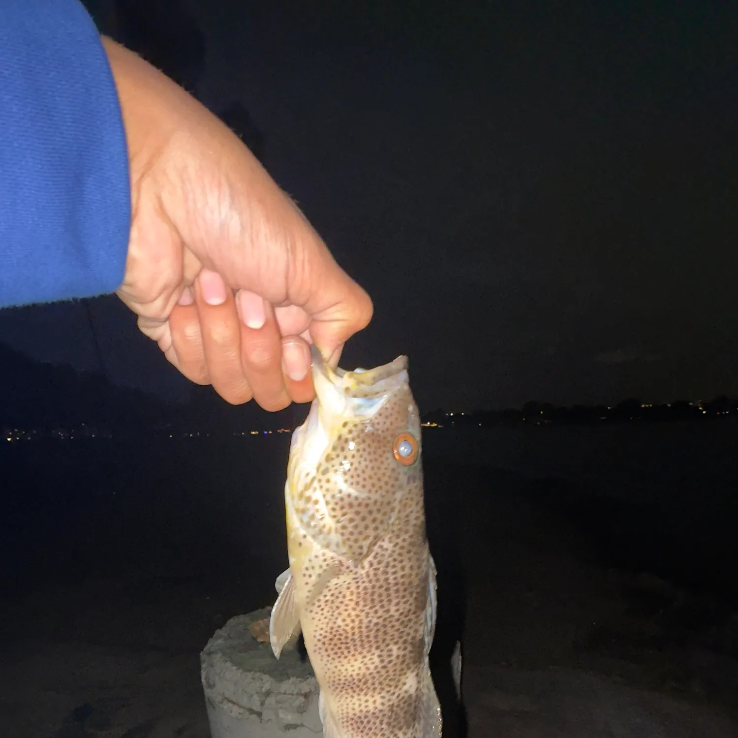 Spotted sand bass caught on Fishbrain