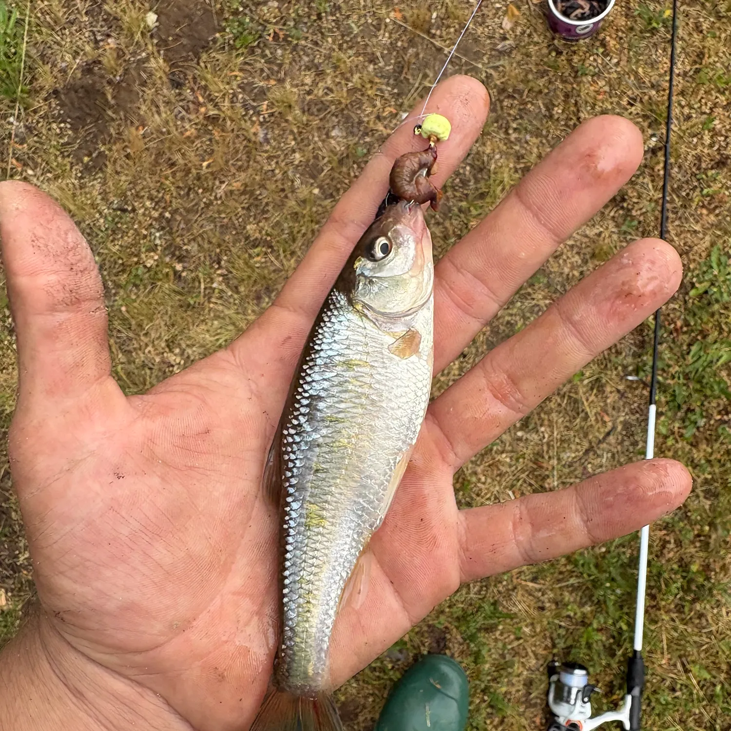 The most recent Striped shiner catches on Fishbrain