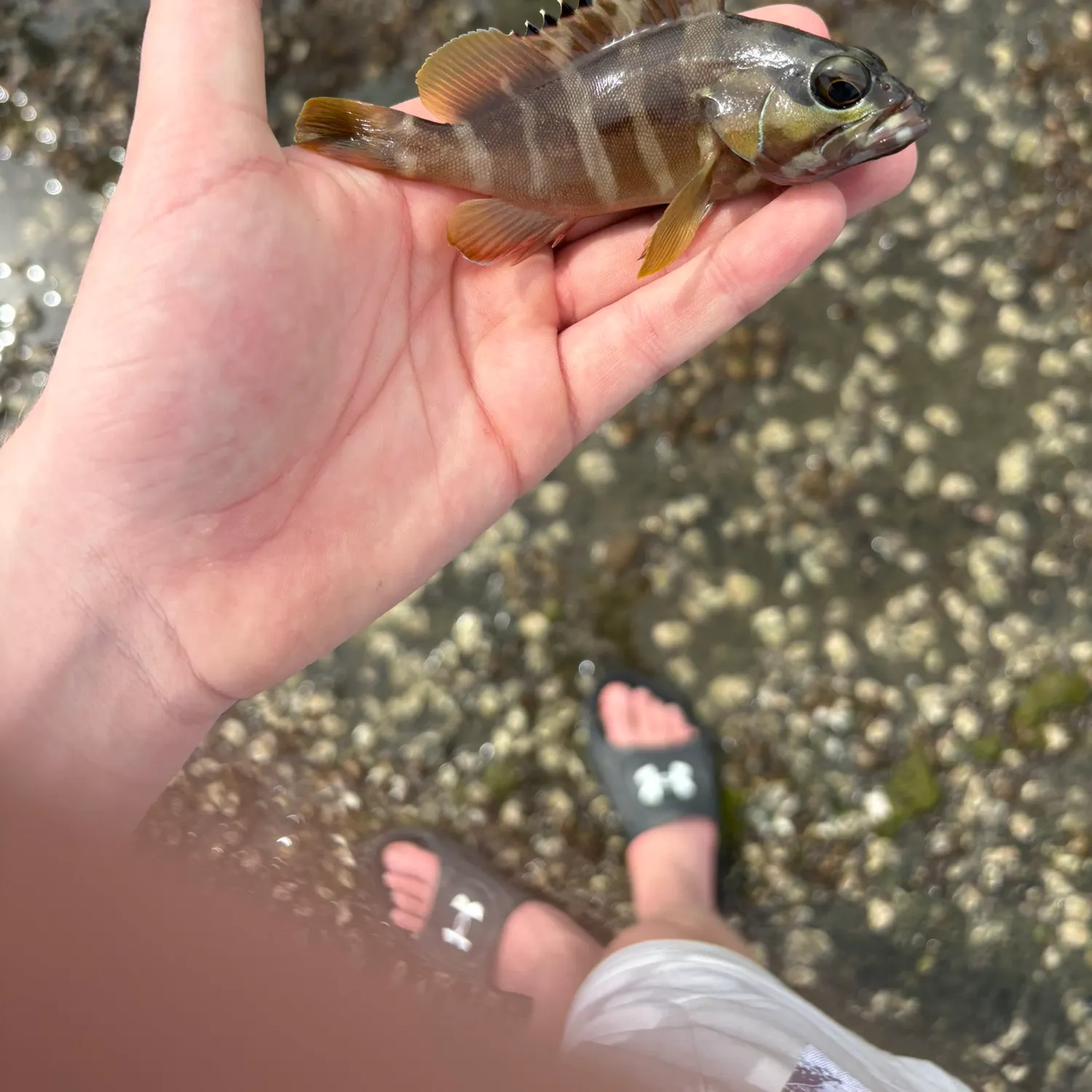 The most recent Rock grouper catches on Fishbrain