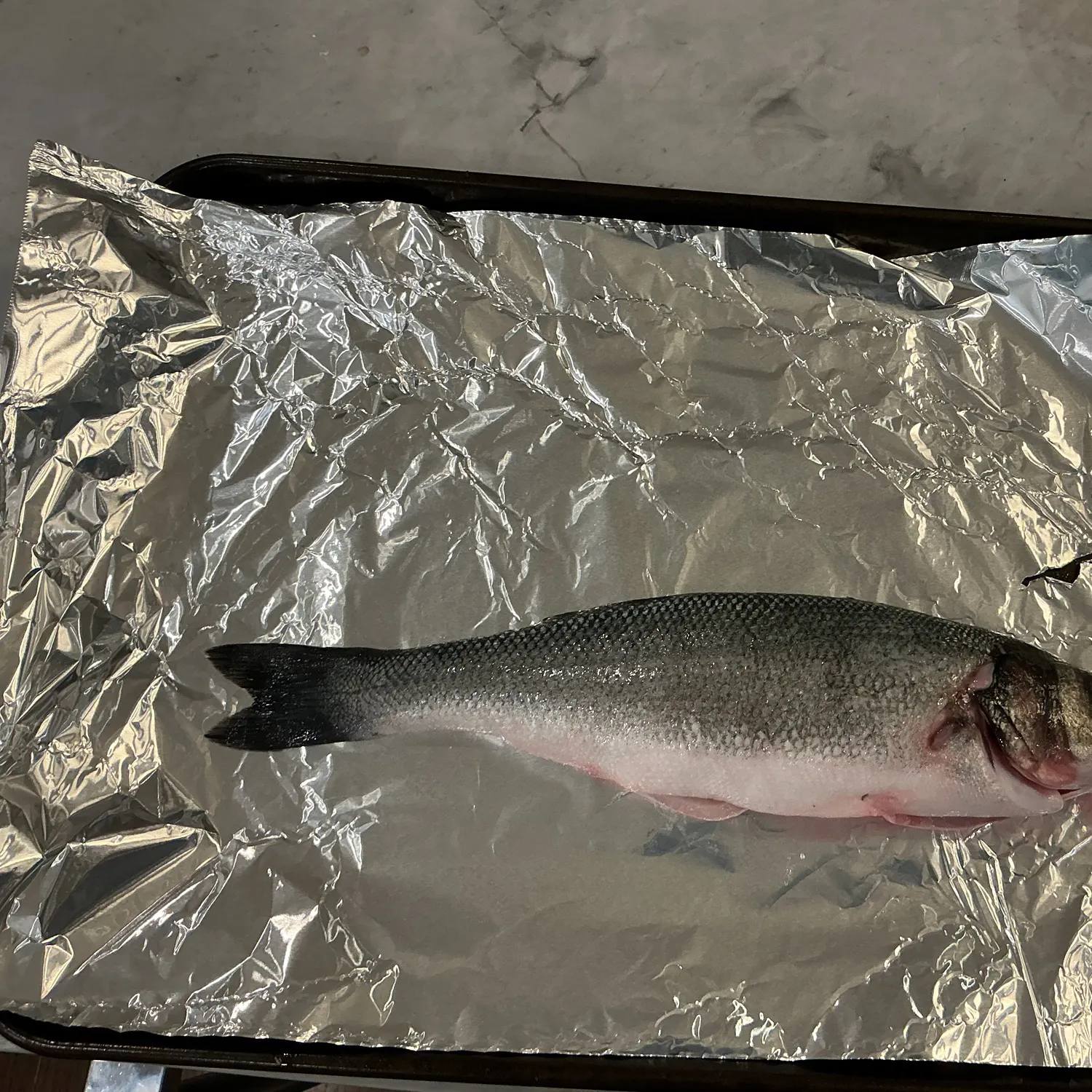 European seabass caught on Fishbrain