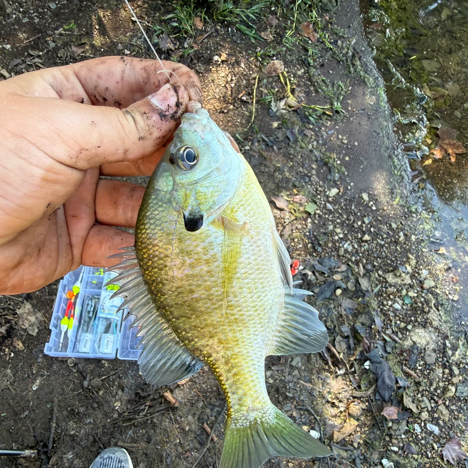 Bluegill caught on Fishbrain