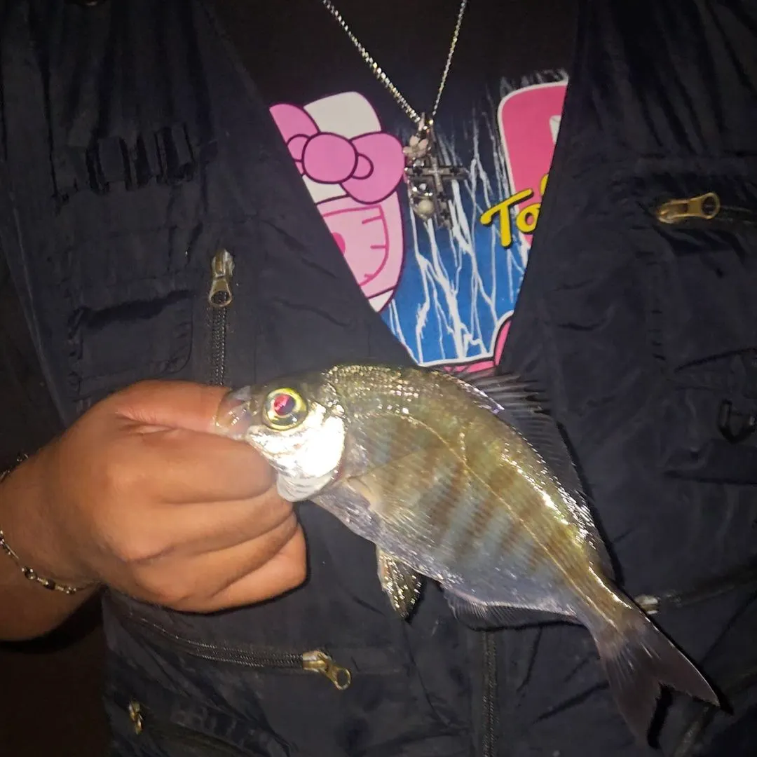 The most recent Walleye surfperch catches on Fishbrain