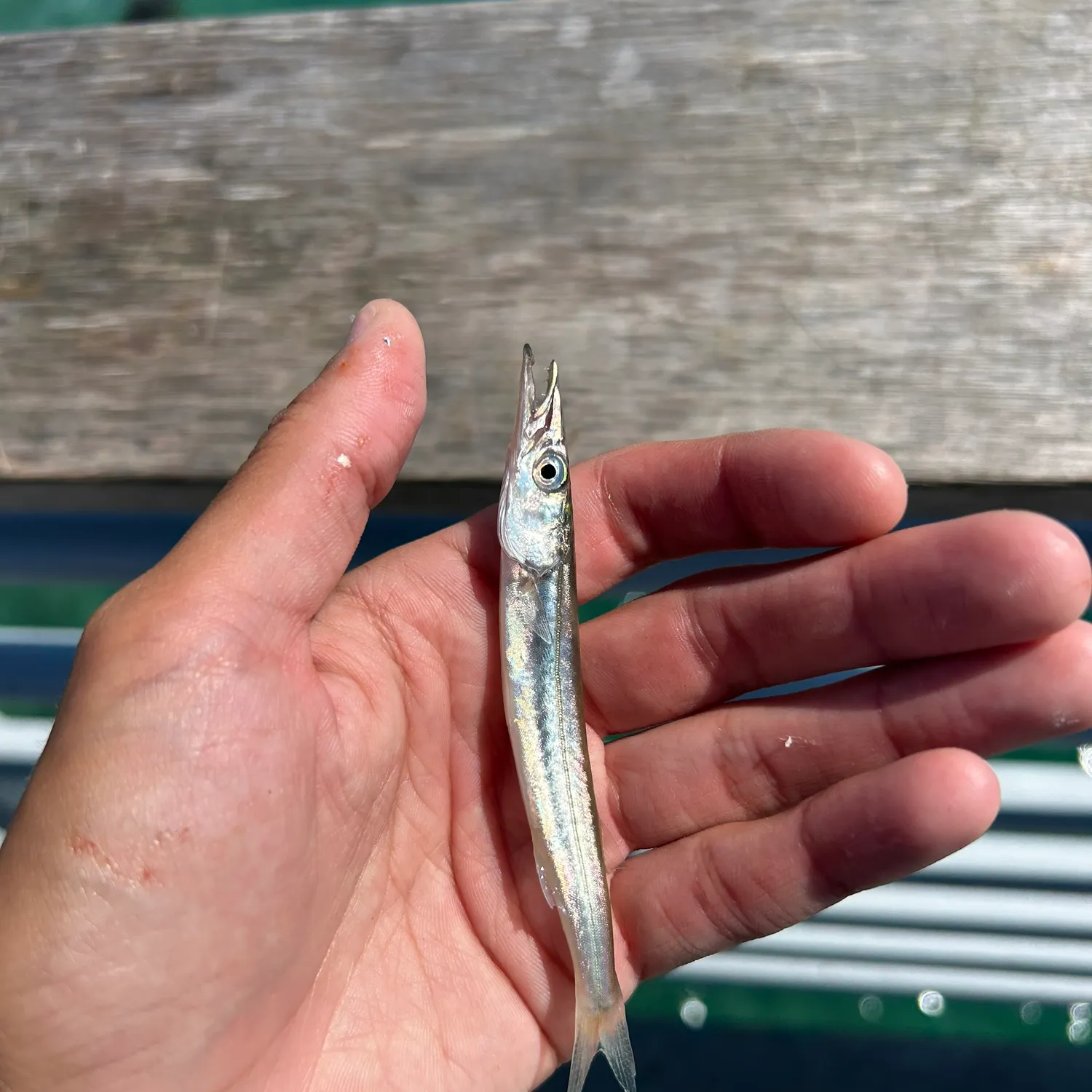 Pacific barracuda caught on Fishbrain