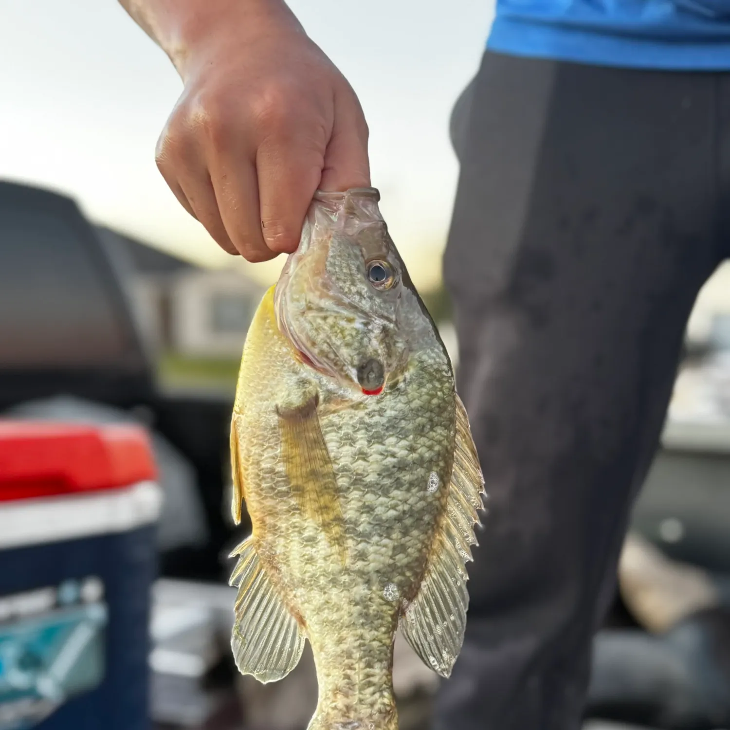 The most recent Redear sunfish catches on Fishbrain