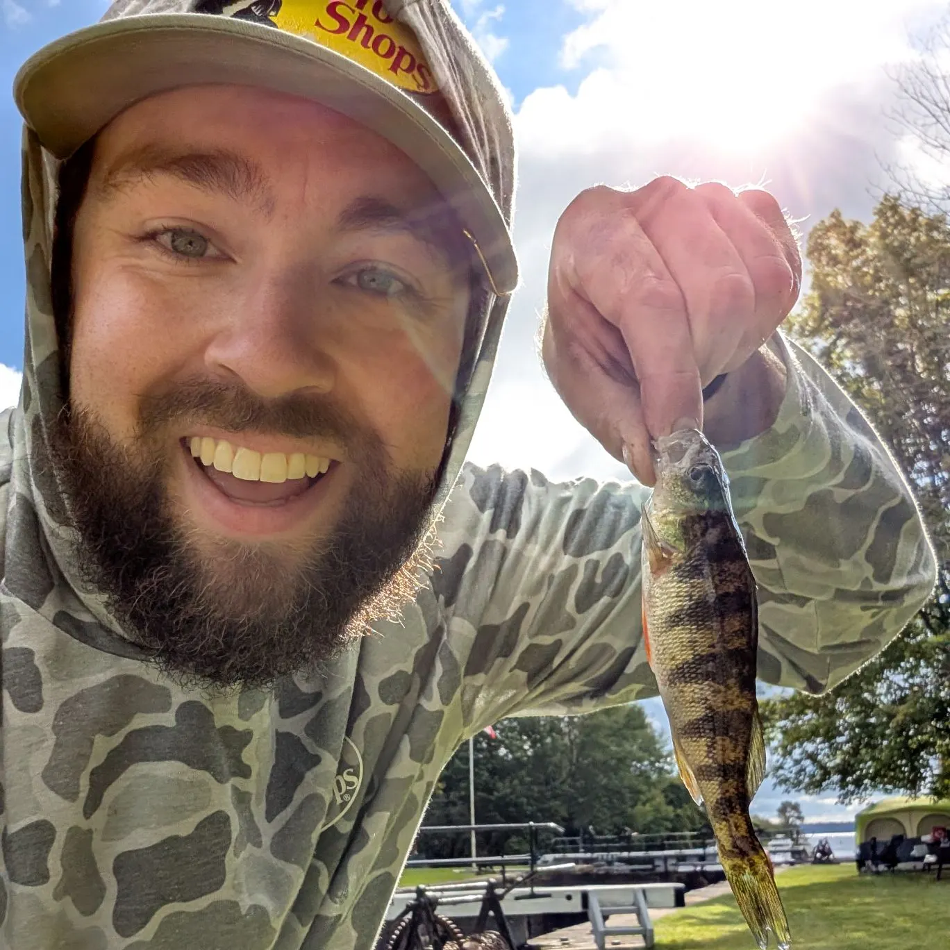 Yellow perch caught on Fishbrain