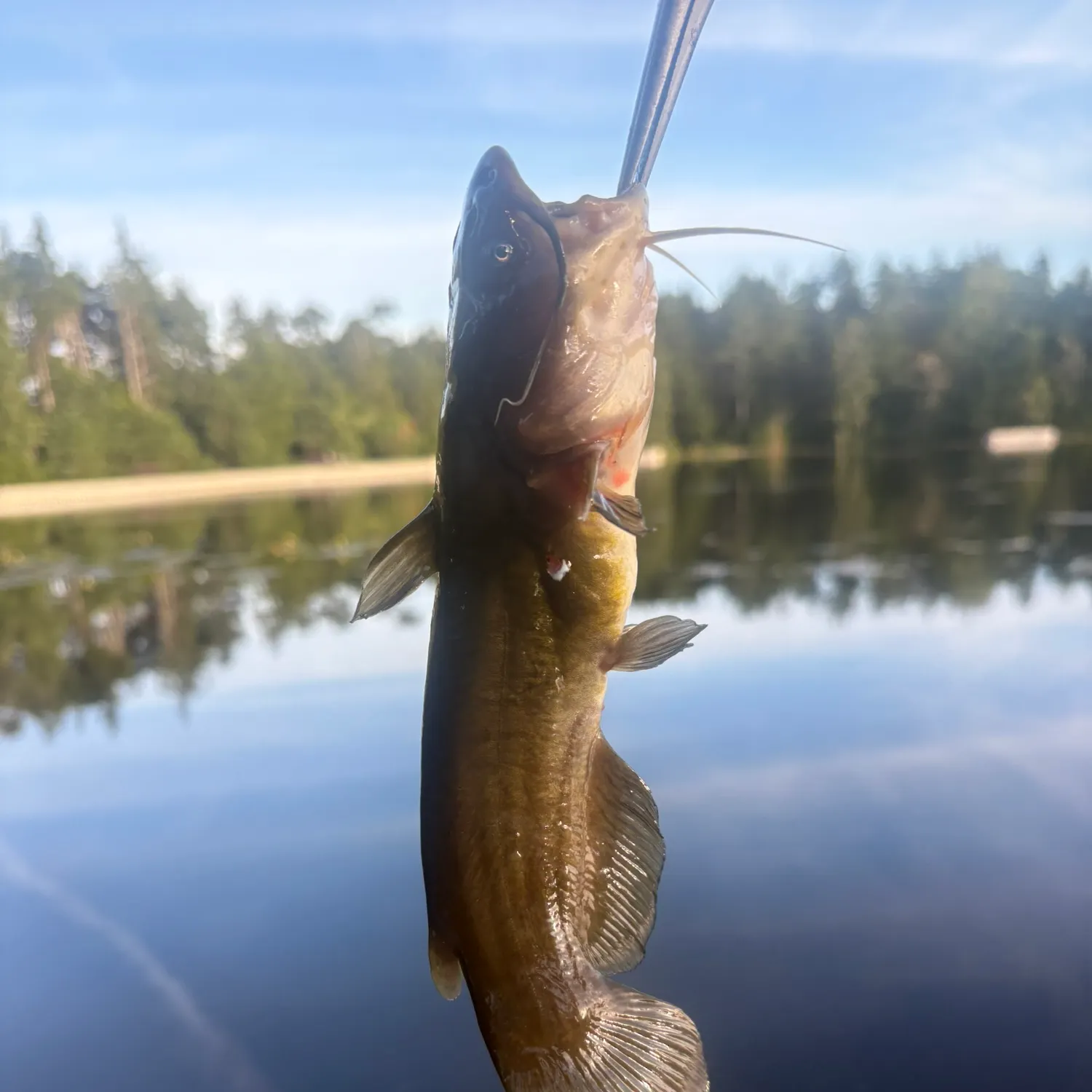 Yellow bullhead caught on Fishbrain