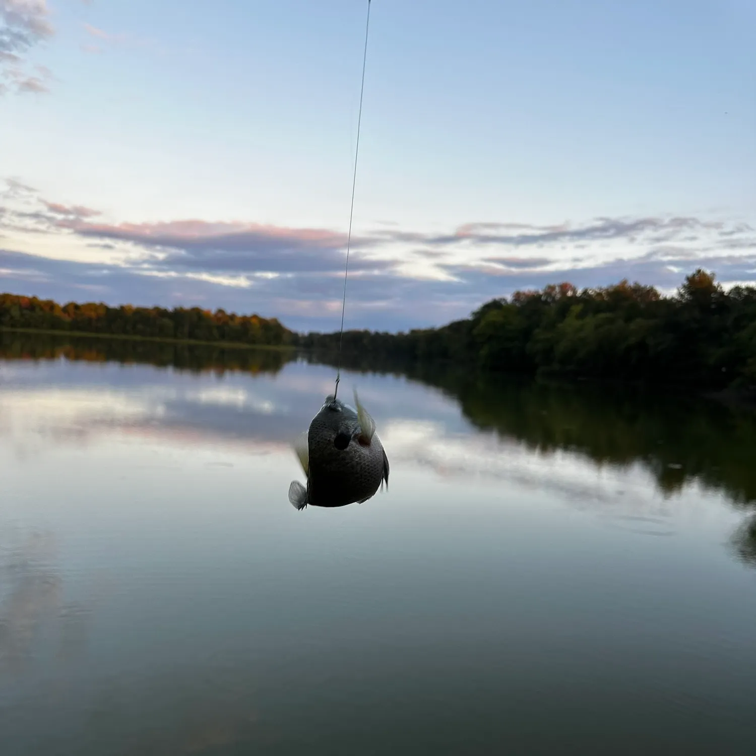 Bluegill caught on Fishbrain