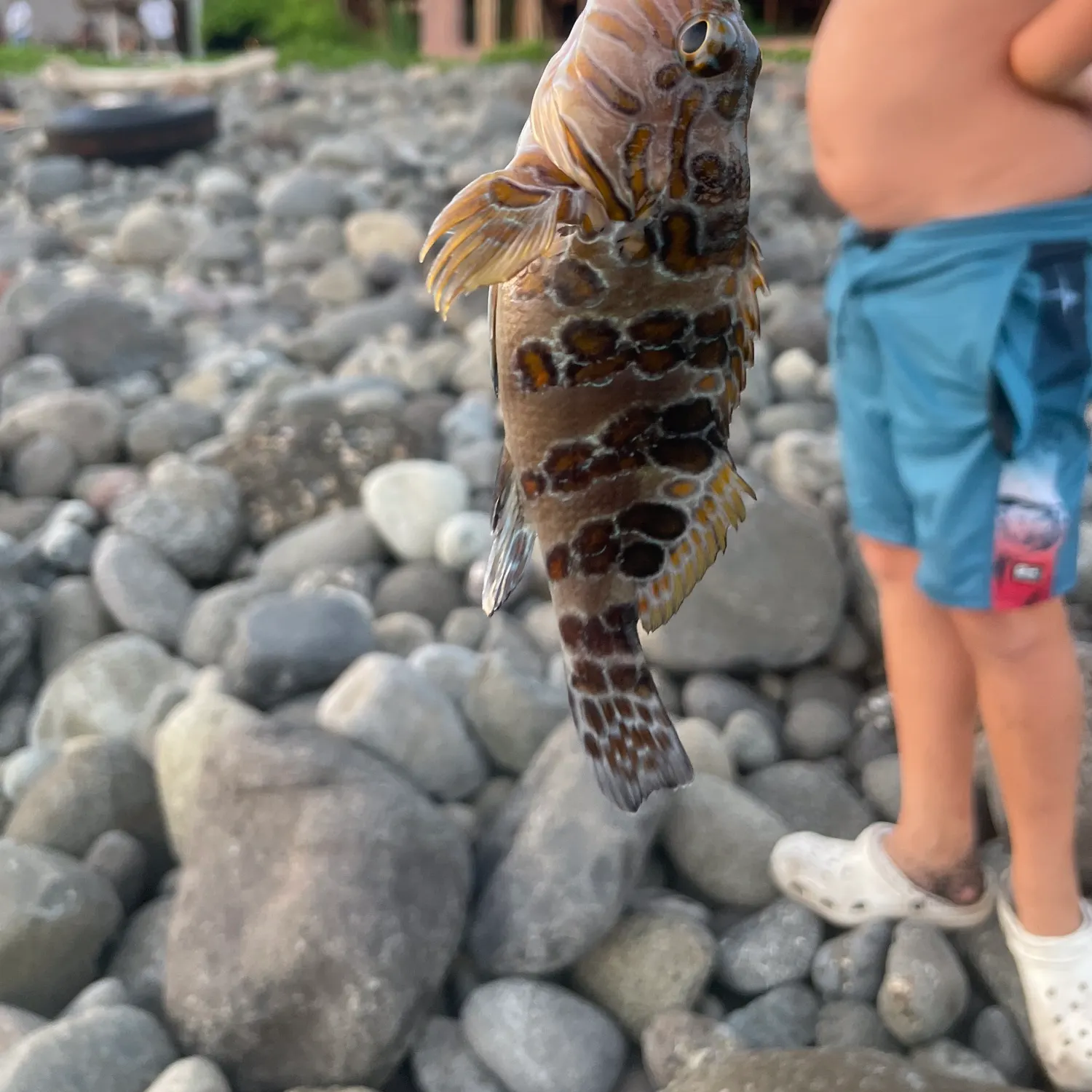 The most recent Giant hawkfish catches on Fishbrain