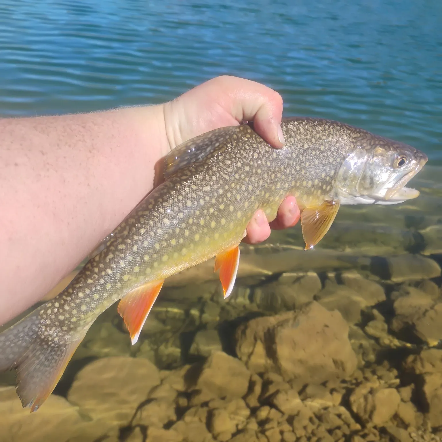 The most recent Splake catches on Fishbrain