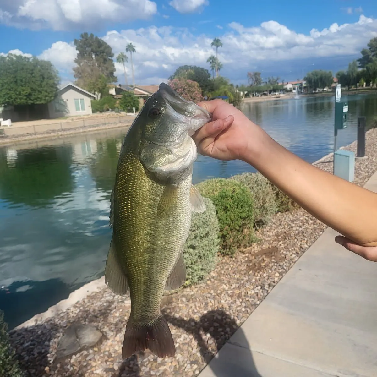 Largemouth bass caught on Fishbrain