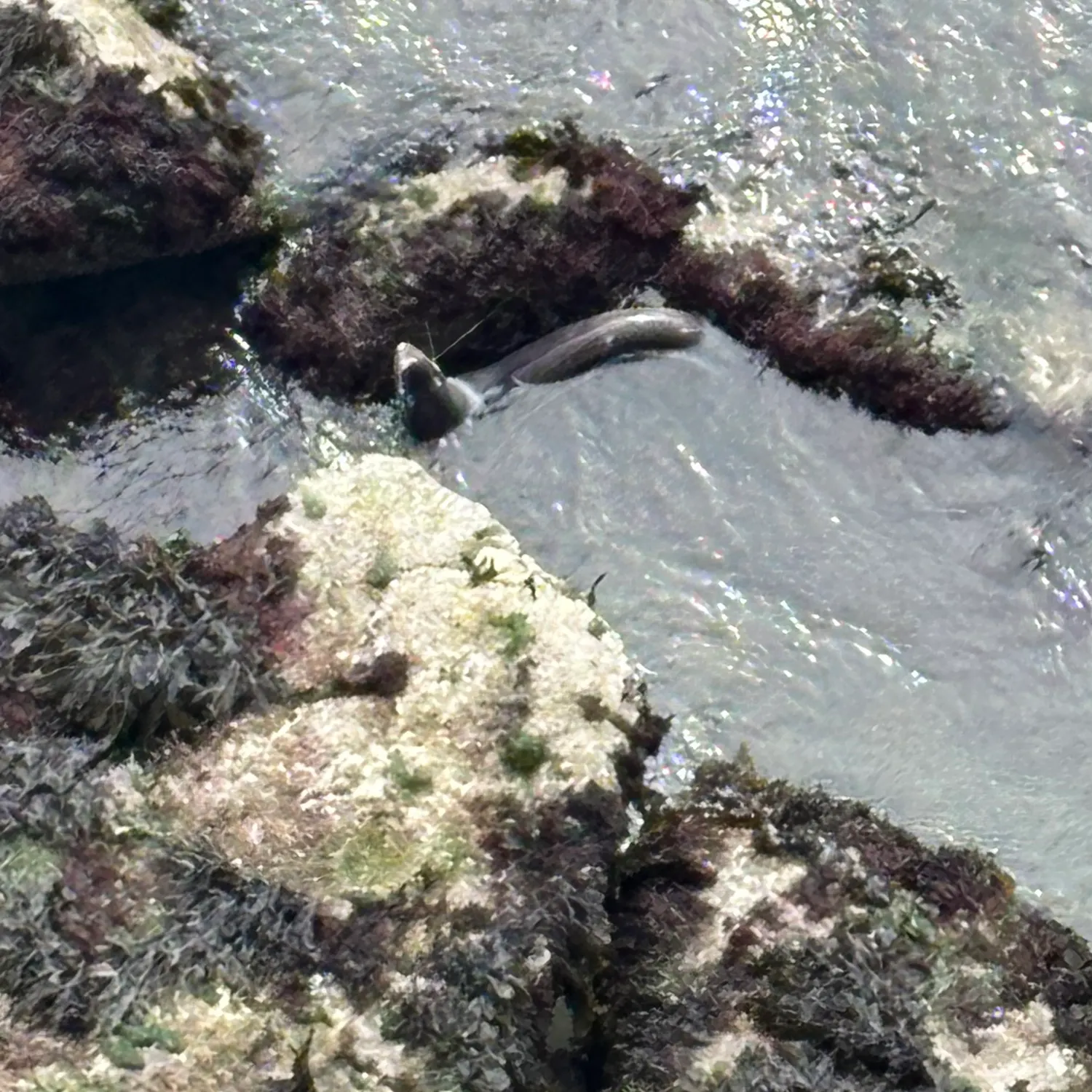 The most recent European conger catches on Fishbrain