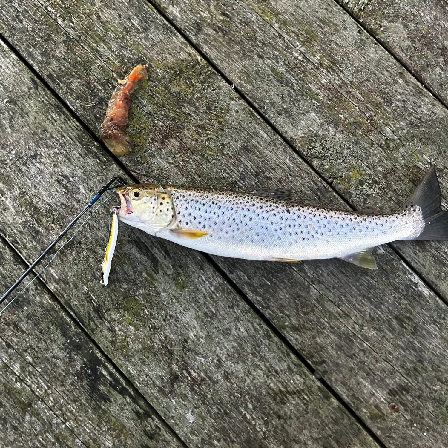 Sea trout caught on Fishbrain